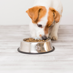 Disney mintás kutyajátékok színes, tartós anyagból, játék közben boldog kutyus a képen.