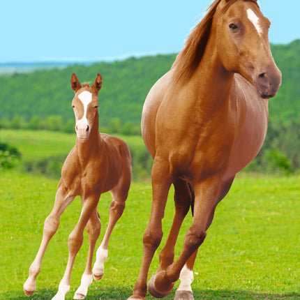 Lovas Field polár takaró 100x140cm