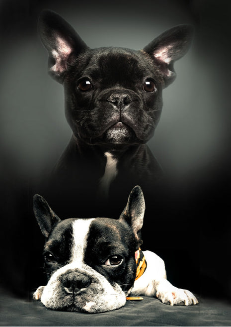 Kutyás Bulldog polár takaró 100x140cm