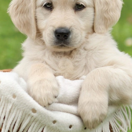 Kutyás Cart fürdőlepedő, strand törölköző 70x140cm