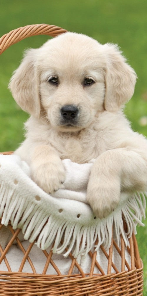 Kutyás Cart fürdőlepedő, strand törölköző 70x140cm