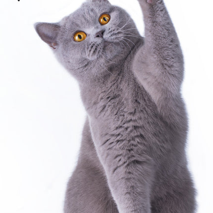 Cicás Pur-r-reft kéztörlő arctörlő, törölköző 30x50cm