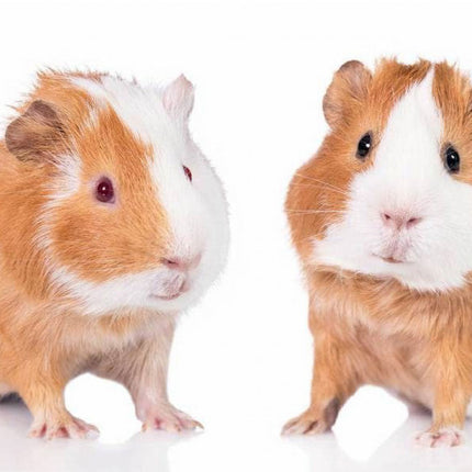 Tengeri malac Guinea Pals fürdőlepedő, strand törölköző 70*140cm