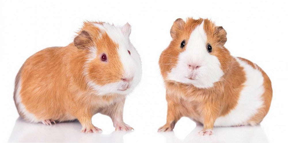 Tengeri malac Guinea Pals fürdőlepedő, strand törölköző 70*140cm