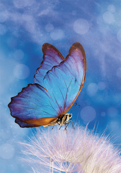 Természet Butterfly A/4 gumis mappa