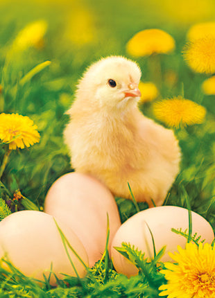 Húsvét Chicken with Eggs szalvéta 20 db-os 33x33 cm